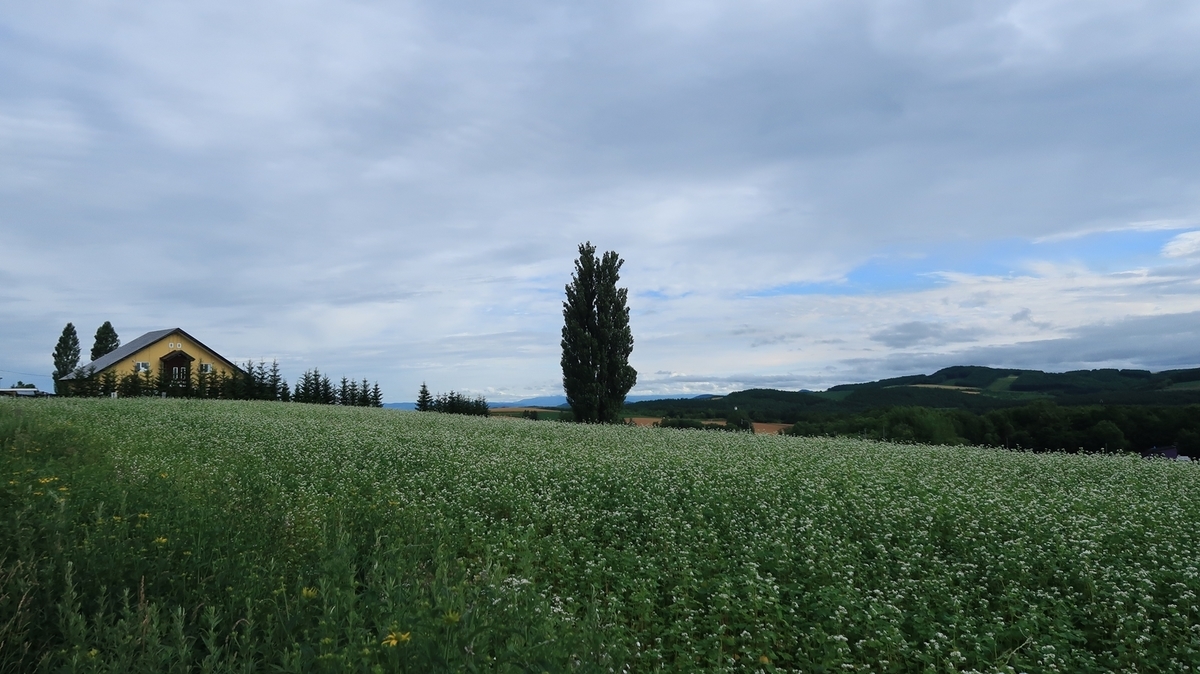 ケンメリの木🌲ケンメリの木美瑛が美しい美瑛ドライブスカイラインcmケンとメリーの木🌲ポプラの木北海道旅行２日目北海道観光スポットパッチワークの丘