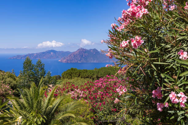 260点を超えるポルト湾のストックフォト、写真、そしてロイヤリティフリーの画像 - iStockピアナ, テイデ国立公園,シングヴェトリル国立公園