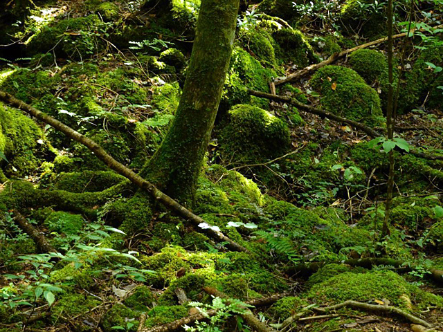 青木ヶ原樹海トレッキング！十二ヶ岳～鬼ヶ岳～五湖山登山 心霊現象起きるのか！？ 後編- アオヒゲ危機一髪♪ 樽の中身は何だろう