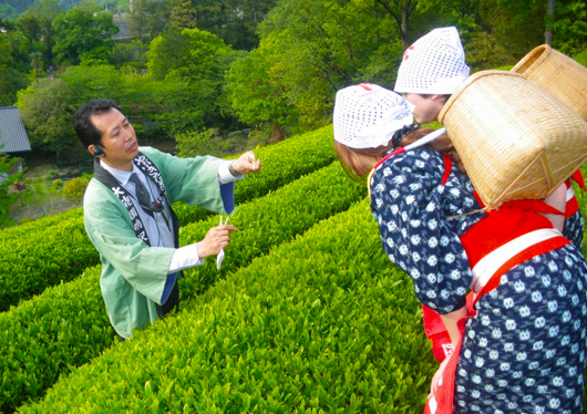 茶源郷-和束で茶摘み « 錺屋ブログ