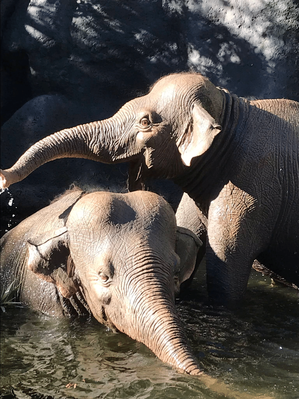 ジャングル・クルーズ』新トレイラー公開!! 今度はボートで、アマゾンでロック様が魅せる!!新着ニュースBANGER!!! バンガー映画愛、爆発