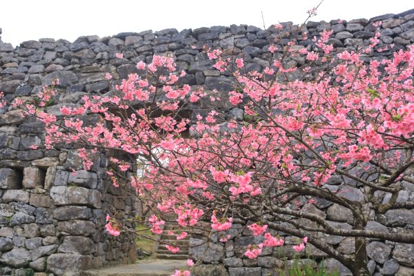今帰仁城跡の風景をリールでご紹介‼️, セミの鳴き声は真っ盛り、今帰仁城跡の夏はまだまだ続きます！,今帰仁城跡,今帰仁村,沖縄,沖縄観光,沖縄観光スポット,世界遺産,世界文化遺産,日本百名城 ,日本100名城