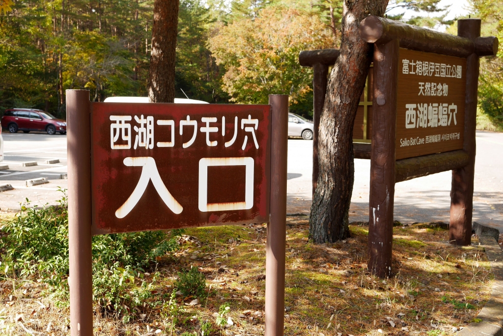 西湖コウモリ穴山梨県の洞窟・鍾乳洞