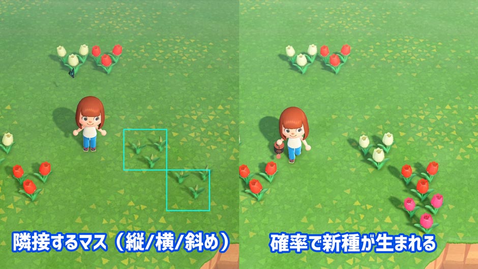 あつ森 花の育て方と遺伝子についてのなるべく正確で詳細なまとめつ