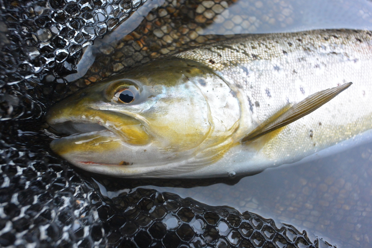松本市 上高地・乗鞍・白骨・野麦峠 の釣り