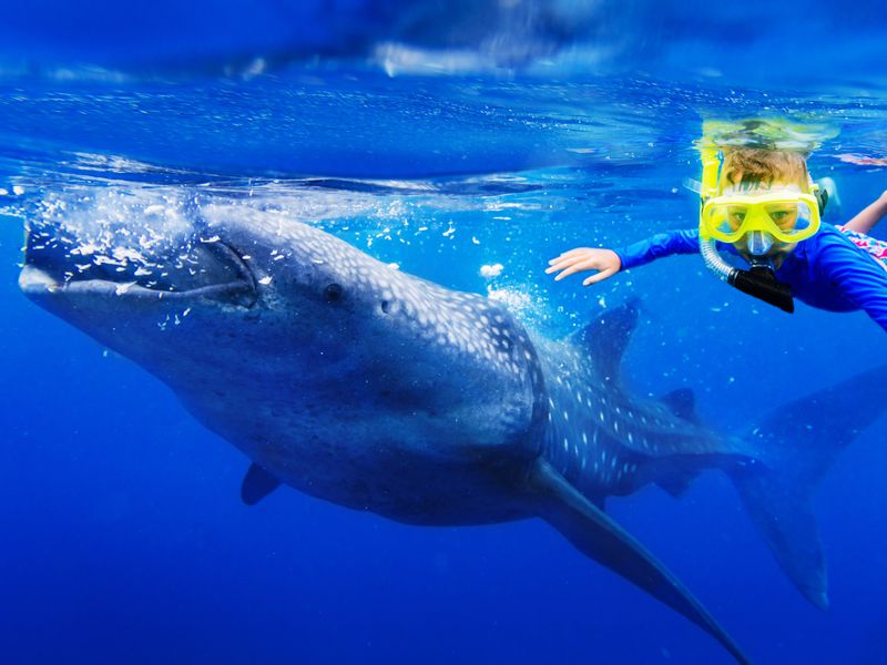 ボートコースで高確率青の洞窟+ジンベイザメシュノーケリングセット GoPro無制限撮影 写真・動画無料！アクティビティジャパン