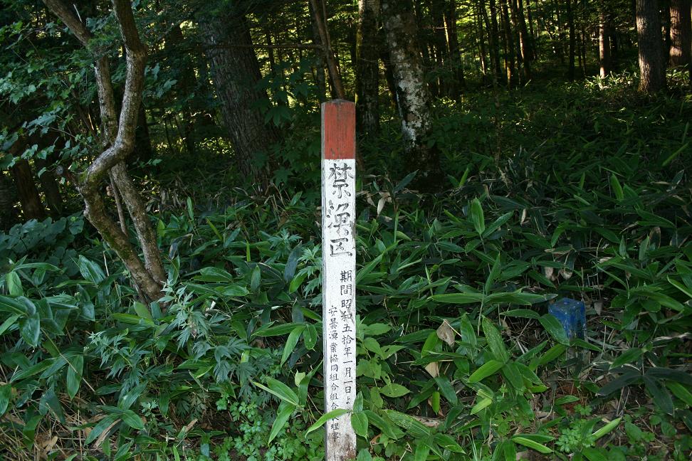 実は、上高地にはイワナはもういないのです。 1975年位まで上高地の梓川で、魚釣りができたらしいのですが、釣り人により元々生息していたイワナは、釣り切られ枯渇してしまったそうです。その代わりに外来魚の色々のマス類が放流され、現在自然繁殖しているのが、写真の