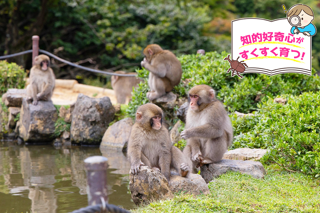 お手軽登山も味わえる、嵐山モンキーパークいわたやまの野生のお猿の楽園を見てみよう。 - 京都の遊び場、穴場スポット「京都の歩き方」