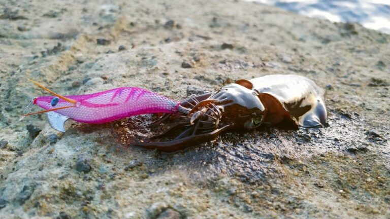 初島漁港沖堤防 朝マズメの時合い狙いのエギング☆和歌山県 沖ノ島_地ノ島