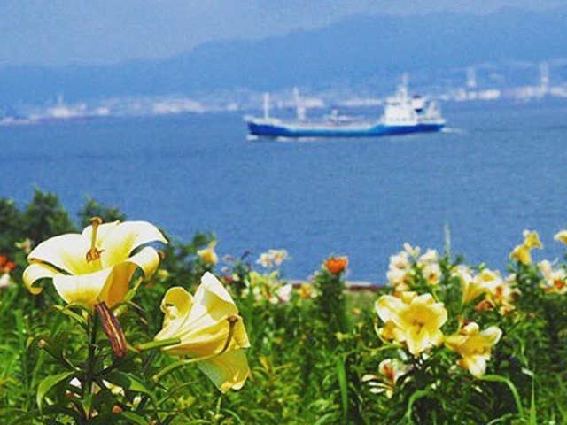 大阪まいしまシーサイドパーク「ネモフィラ祭り」チケットKlook