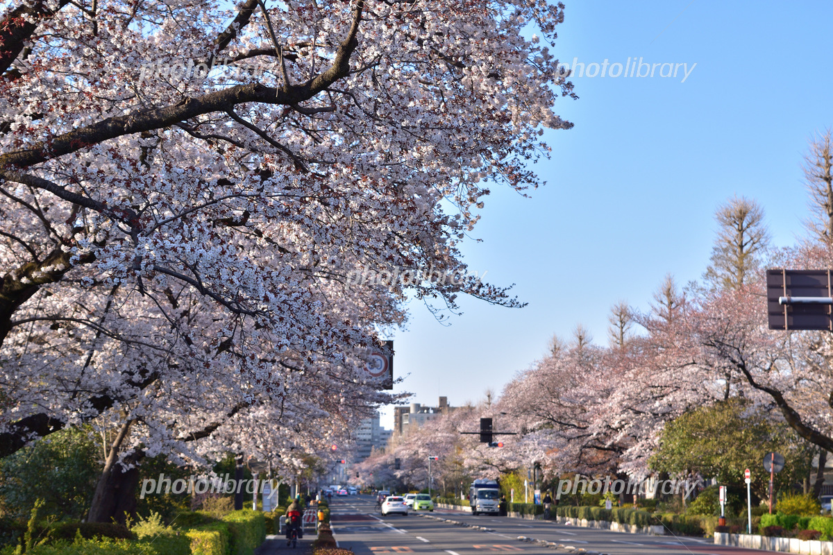 本館前 桜並木の土壌改良東工大ニュース東京工業大学