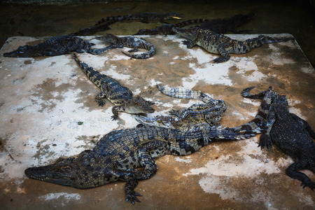 橋から落ちると体がズタズタにDog photography and Essay