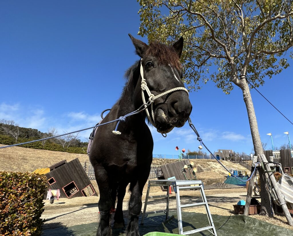 禅坊 靖寧 ぜんぼう せいねい