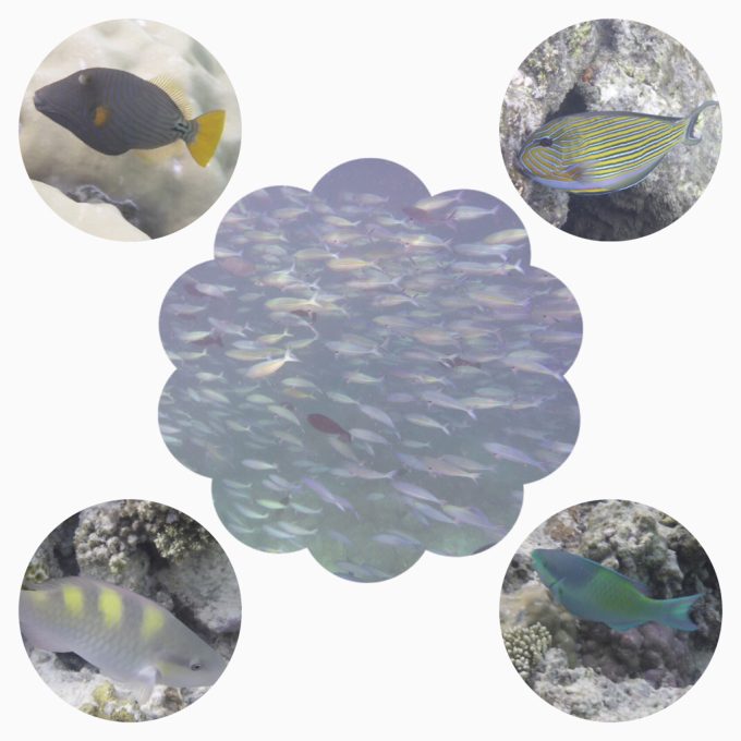 モルディブ旅行で避けるべき危険エリアと対策まとめ│Oooh Magazine