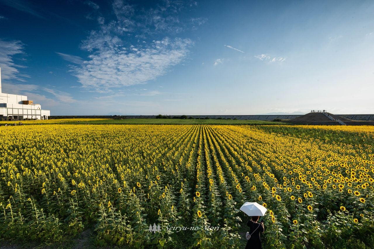 柳川ひまわり園イベント公式 福岡県の観光 旅行情報サイト「クロスロードふくおか」