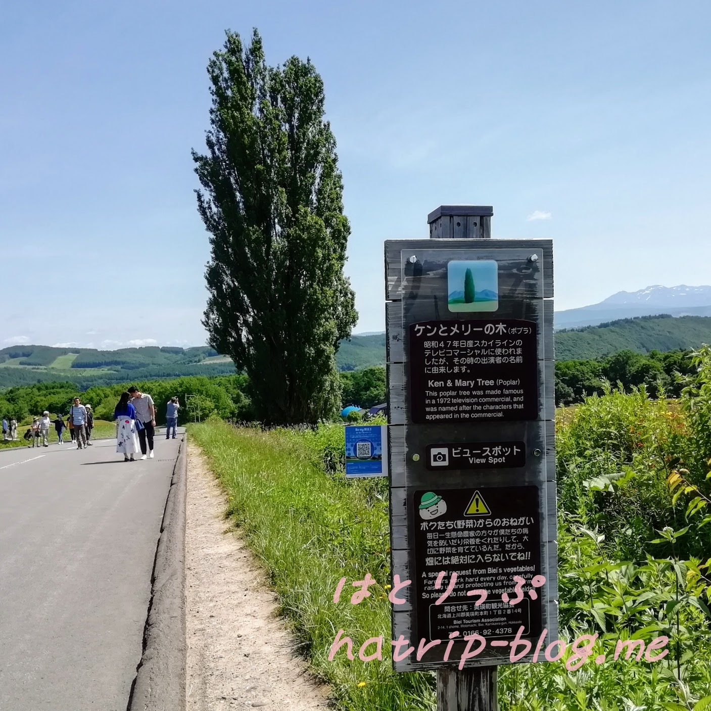 ケンとメリーの木、美瑛神社、新栄の丘展望公園、拓真館、白樺回廊、千望峠やまとペディア