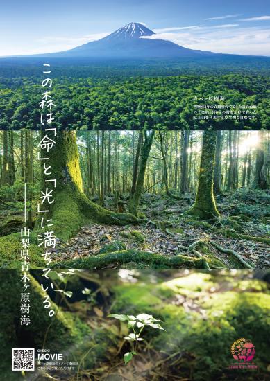 富士山の自然を感じられる青木ヶ原樹海を歩いてみた。鳴沢氷穴や富岳風穴では真夏でも0℃の涼しさを体験できる - トラベル Watch