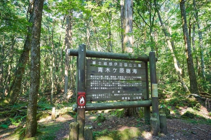 青木ヶ原樹海を歩く秋に感じる自然の癒しと神秘Bun bun