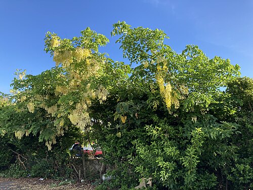 ナンバンサイカチ 南蛮皀莢ケア, 特徴,
