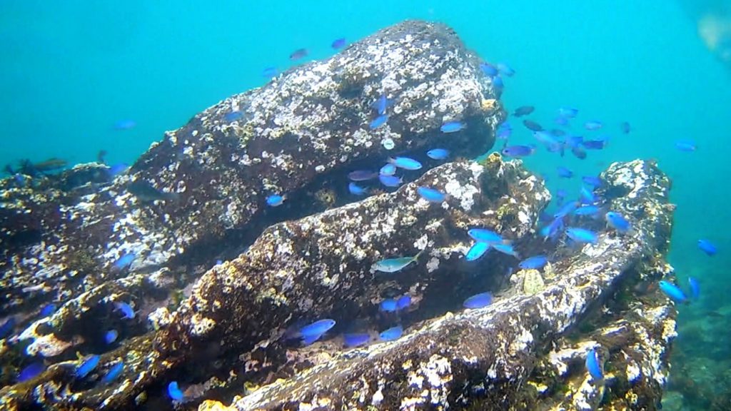 わがままパパのアクティブらいふ: 真鶴半島 三ツ石海岸、磯遊びにシュノーケリングに海水浴