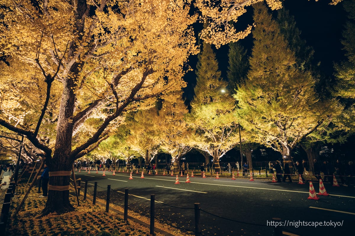 明治神宮外苑のいちょう並木の紅葉銀杏 イチョウ の見頃は？KANAMARI