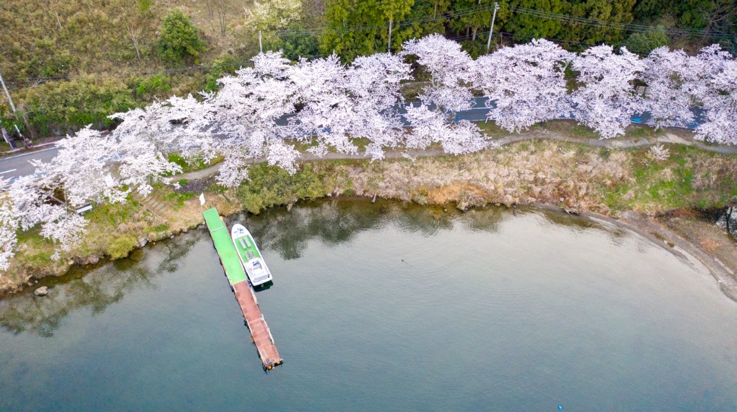 海津大崎の桜びわ湖高島観光ガイド