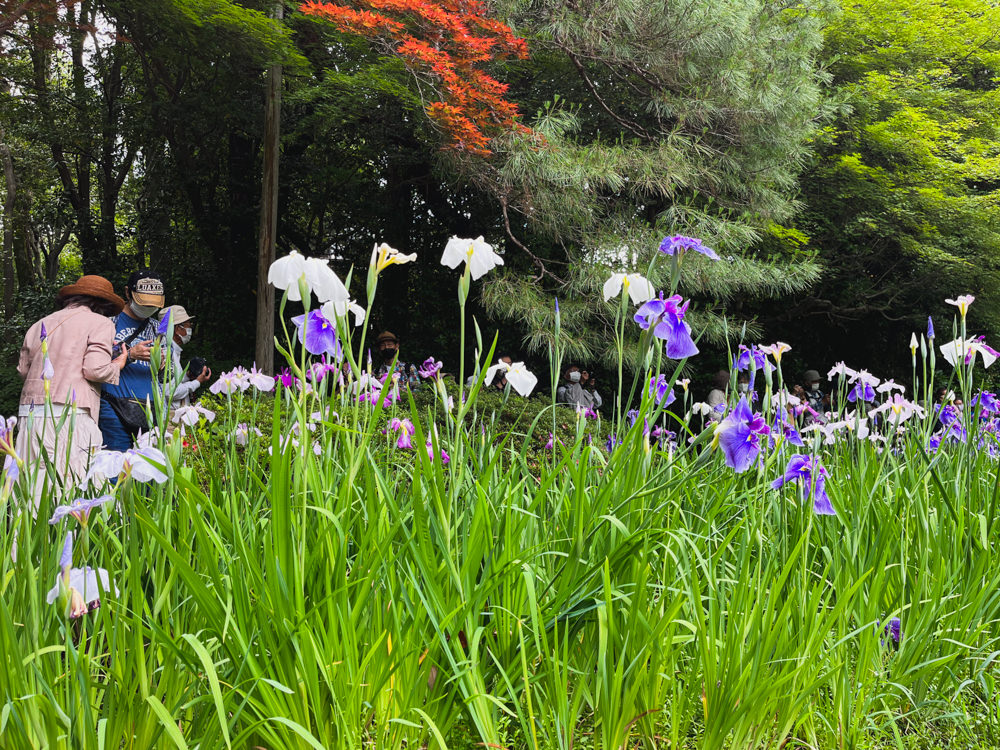 萩の花が咲く平安神宮の神苑京都旅屋