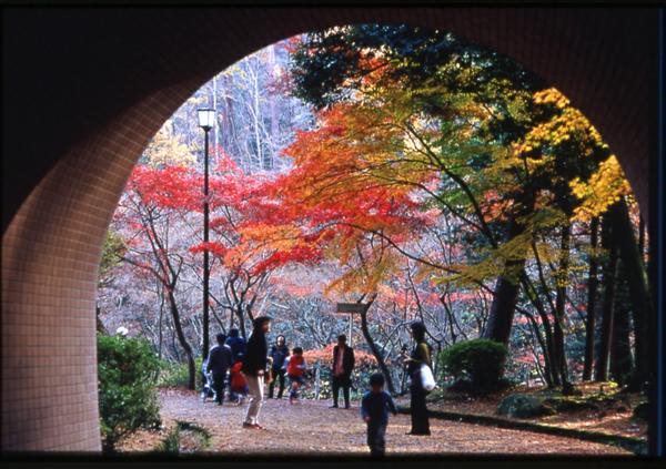 弥彦公園もみじ谷 -新潟県 の詳細情報ことりっぷ