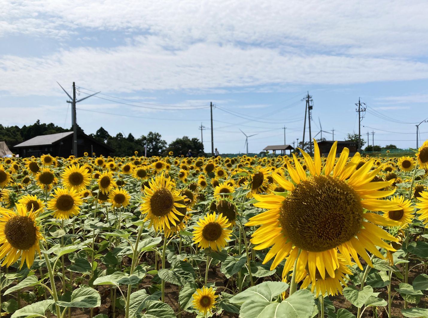 あわら夢ぐるま公園・夢ぐるまcafeふわりおすすめの観光スポット 公式 福井県 観光