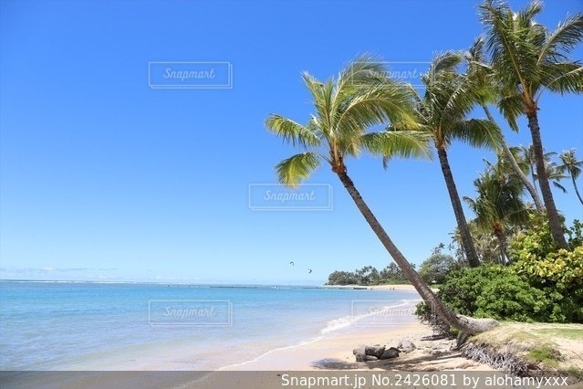 AmazonZOOKISSハワイ ハイビスカス 花柄 メンズ帽子