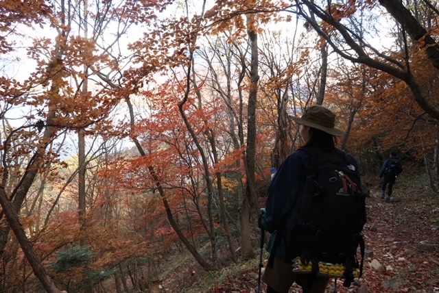 八丁出島の紅葉 半月山•社山Mackintoshさんの社山・半月山の活動データYAMAPヤマップ