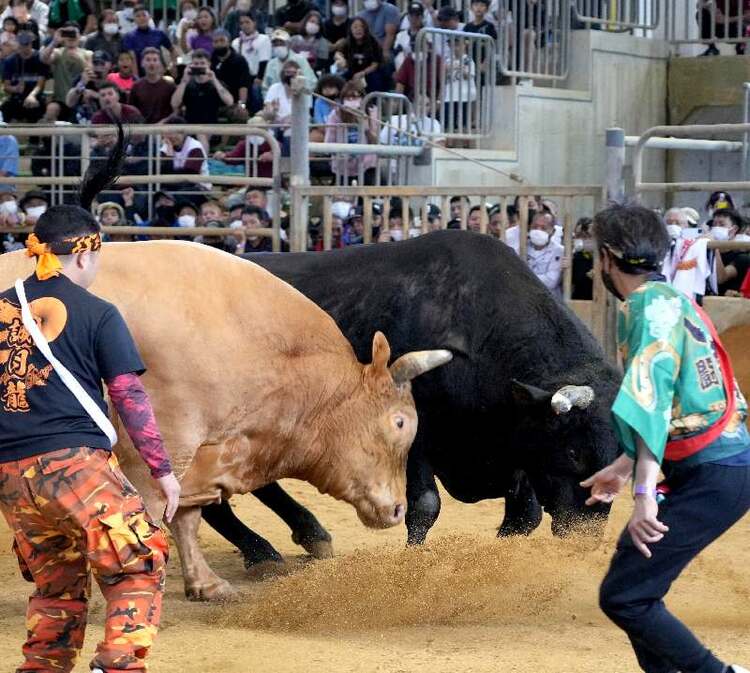 うるまの闘牛うるま市観光物産協会公式サイト「うるまいろ」