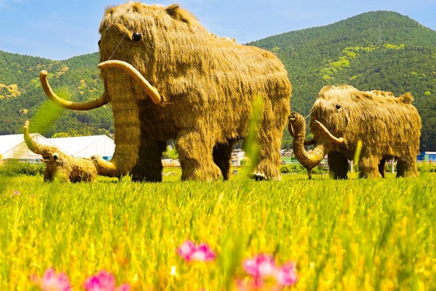 マンモスの細胞核の動きを確認、永久凍土で見つかった化石から採取 - CNN.co.jp