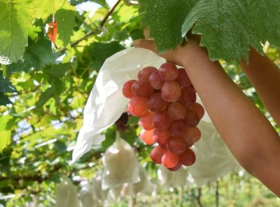 勝沼 ワインを満喫！「ぶどうの丘」で過ごすモデルプラン -