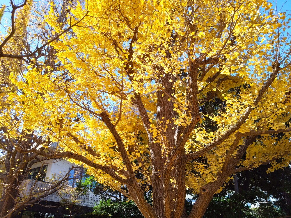 神宮外苑イチョウ並木をライトアップ東京都