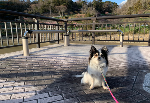 佐久間ダム湖親水公園の桜と駐車場の情報など駐車スペースはダム周辺に散らばって複数あり