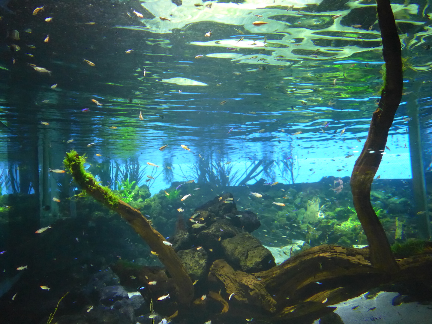 水中写真家コンテスト、カワイルカの写真が大賞に カメラにポーズ？ -