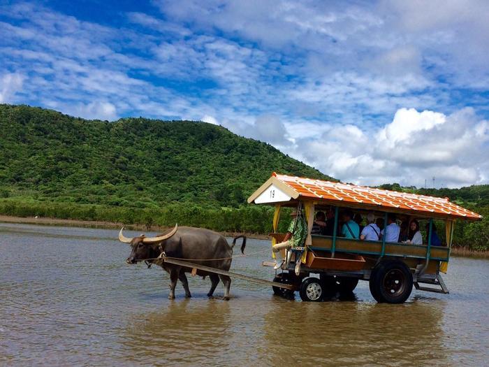 沖縄本島で 水牛車 ガイドと回るビオスの丘Jungle Cruise