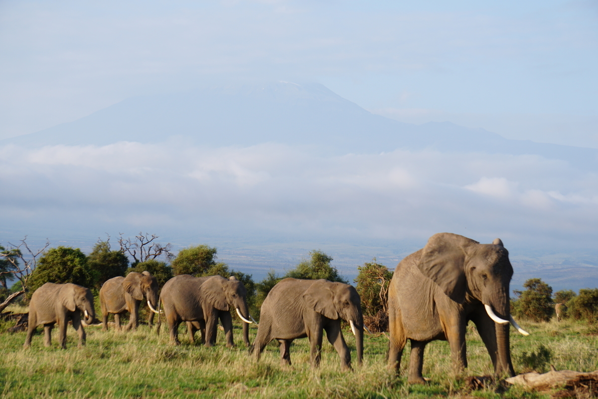 アンボセリ国立公園のすんごい光景を見逃さないで！武田ちょっこ＊まるまるサファリの本