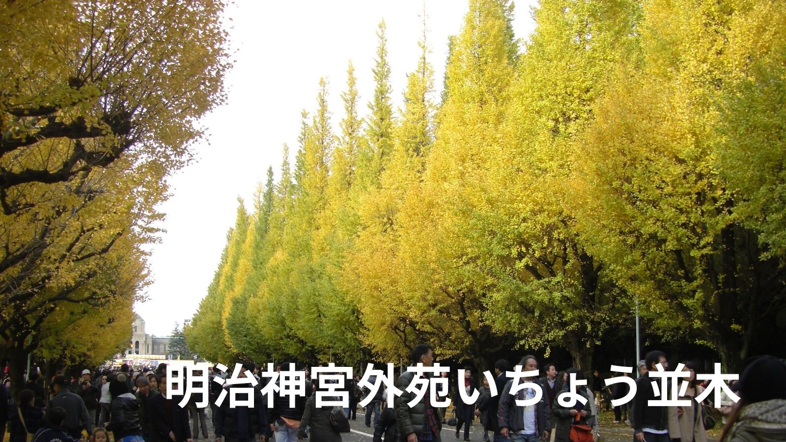 2022年！都内で気軽に紅葉散歩＜青山編＞ ライトアップと歩行者天国復活の神宮外苑いちょう並木と根津美術館とののあおやま建築とアートを巡る®