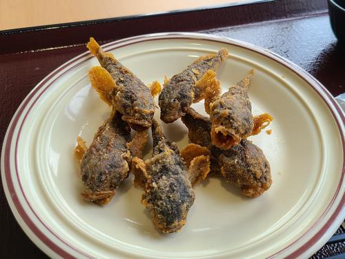 福井で幻の魚「アラレガコ」の生息調査 非常に美味でサケと同じ生態？TSURINEWS