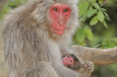 嵐山モンキーパークいわたやまの口コミ！行く価値ある？展望台や猿について旅ブログCOTTAGE