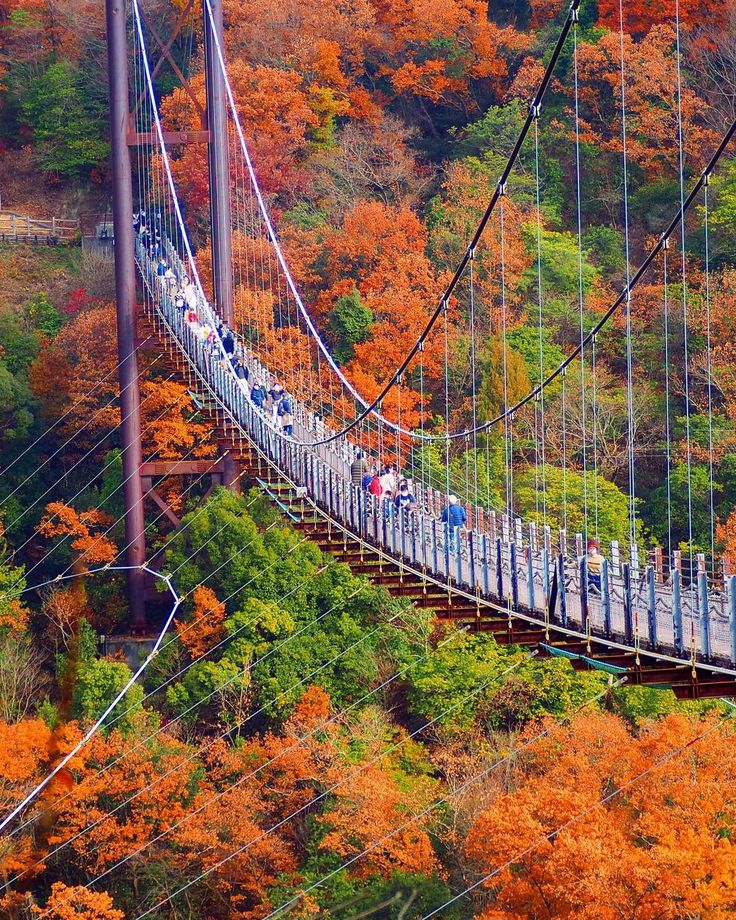 大阪府交野市ほしだ園の吊り橋星のブランコ 写真素材4157784- フォトライブラリ