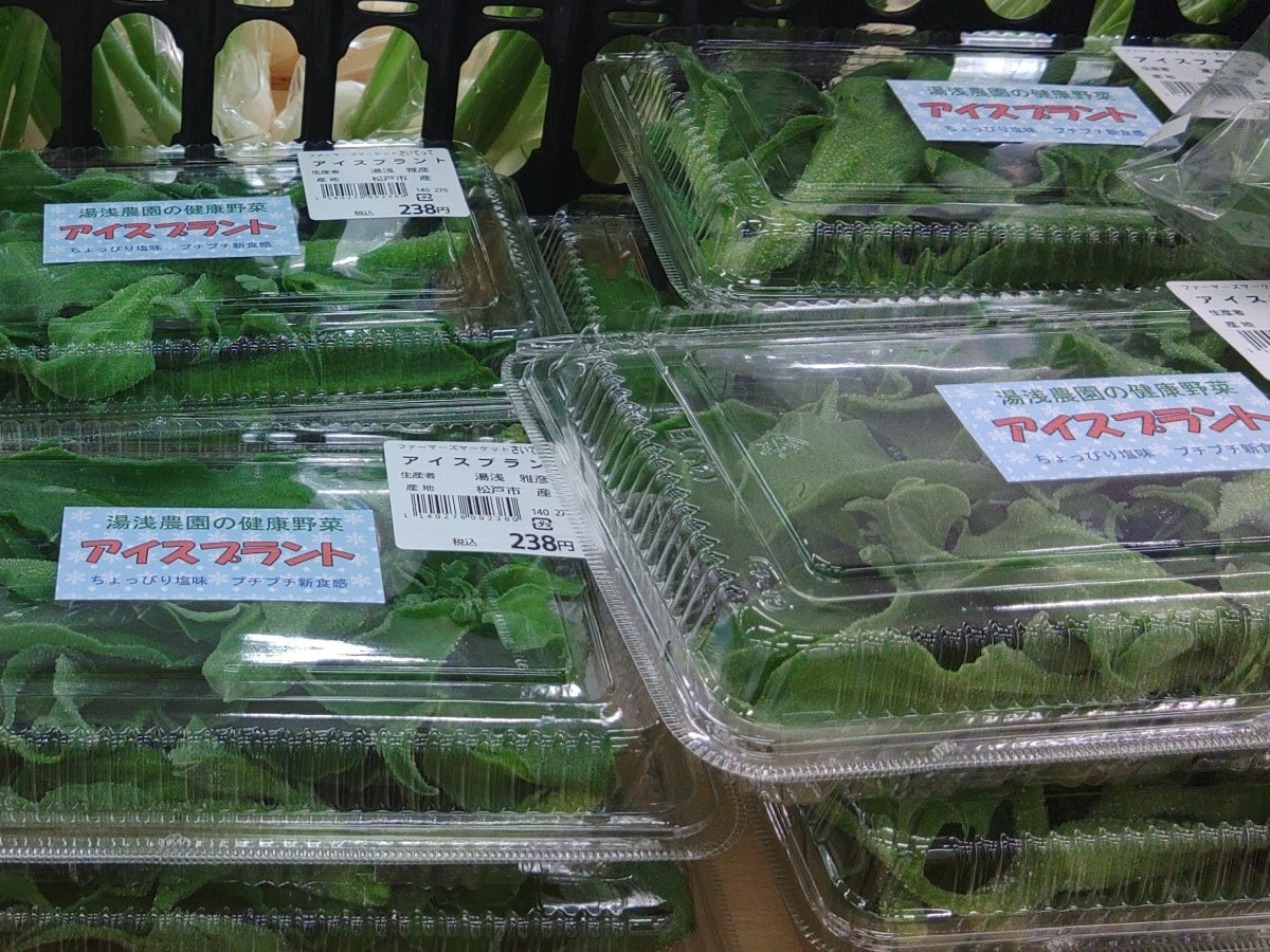 What's アイスランド？世界最北の島国から学ぶ厳しい環境が生んだ協力の文化！TRANSIT.jpトランジット