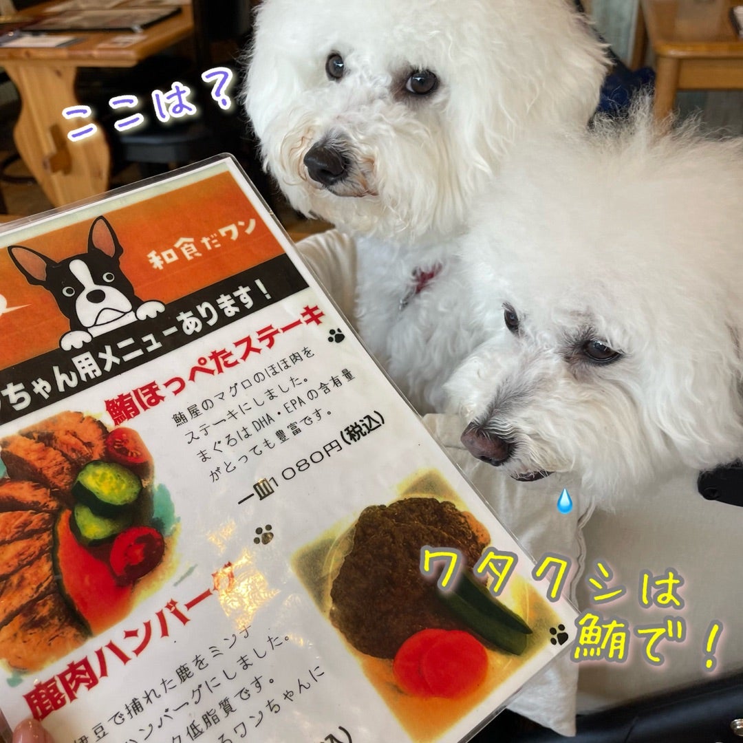 わんちゃんと一緒伊豆ぐらんぱる公園