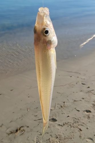 富山県 4.漁港の利用について