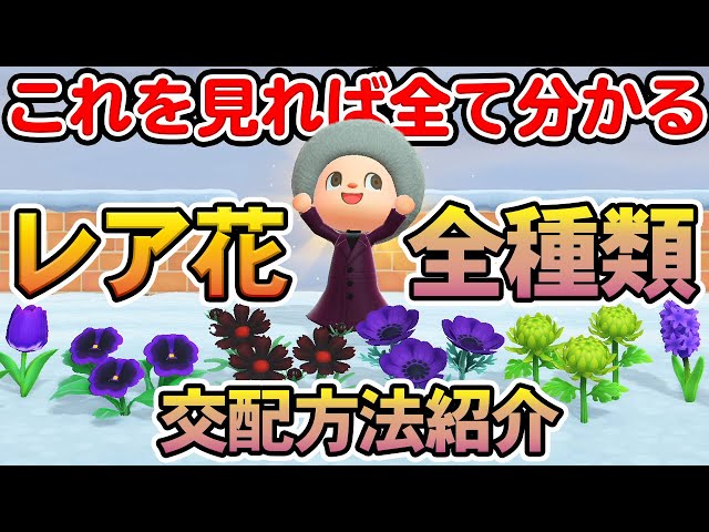 あつ森 花の交配を徹底解説！全種類の交配表や青バラの作り方、効率の良い植え方・増やし方、入手方法などまとめ あつまれどうぶつの森 攻略
