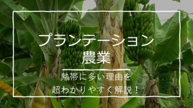 砂糖の世界史①ニューギニア⇒インド⇒イスラム⇒大西洋の島々⇒中南米Susie@Honolulu, Hawaii