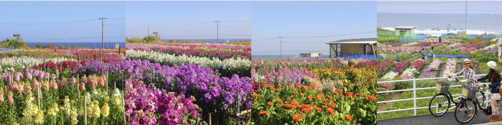 千倉駅周辺の観光スポットこころから