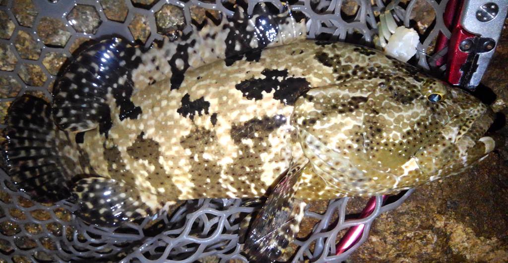 仲間正也さん宜名真☆アーラミーバイ４２㎏Up＆１０㎏Up ^O^ :つりぐのぞうさん